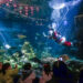 VANCOUVER, Seorang penyelam yang berpakaian ala Sinterklas melambaikan tangan ke arah para pengunjung di dalam tangki ikan dalam acara "Scuba Claus" di Vancouver Aquarium di Vancouver, British Columbia, Kanada, pada 15 November 2021. (Xinhua/Liang Sen)
