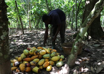 GHANA, Seorang petani Ghana mengumpulkan buah kakao di sebuah perkebunan di Kawasan Timur, Ghana, pada 15 November 2021. Kakao adalah komoditas ekspor pertanian utama Ghana dan tanaman dagang utama negara di Afrika barat itu, yang menjadikan negara tersebut sebagai pengekspor kakao terbesar kedua di dunia. Produk kakao Ghana diekspor ke Eropa, Amerika Utara, dan beberapa kawasan lainnya. Di Ghana, puncak musim panen kakao berlangsung dari Oktober hingga Desember, dengan para petani di seluruh penjuru negeri itu sibuk memanen dan mengeringkan biji kakao. (Xinhua/Xu Zheng)