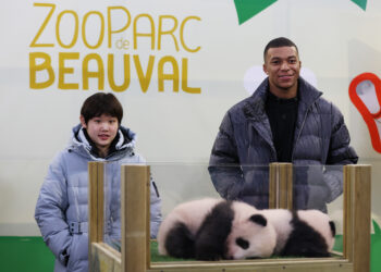 BEAUVAL, Atlet peraih medali emas Olimpiade dari China Zhang Jiaqi (kiri) dan bintang sepak bola Prancis Kylian Mbappe (kanan) berpose untuk difoto bersama bayi panda kembar dalam upacara resmi setelah mengumumkan nama kedua bayi panda tersebut di Kebun Binatang Beauval di Prancis tengah pada 18 November 2021. Zhang dan Mbappe pada Kamis (18/11) mengungkapkan nama-nama bayi panda raksasa yang baru lahir itu di kebun binatang tersebut. Lebih dari 120.000 warganet Prancis telah memberikan suara untuk memilih nama Huan Lili dan Yuan Dudu dari lima pasang nama untuk bayi panda kembar itu, ujar pejabat kebun binatang tersebut, sembari menambahkan bahwa kedua nama itu mewakili persahabatan antara Prancis dan China serta harapan untuk kesehatan yang baik bagi bayi-bayi panda itu. Bayi panda kembar tersebut lahir dari induk betina Huan Huan dan pasangannya Yuan Zai pada Agustus. Kedua induk jantan dan betina tersebut tiba di Prancis pada 2012. (Xinhua/Gao Jing)