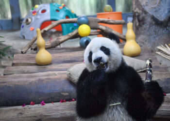 HAIKOU, Panda raksasa Gonggong menikmati makanannya di Kebun Raya dan Taman Margasatwa Tropis Hainan di Haikou, Provinsi Hainan, China selatan, pada 21 November 2021. Taman tersebut pada Minggu (21/11) menggelar perayaan bagi dua ekor panda raksasa yang telah tinggal di provinsi berbentuk pulau tersebut selama tiga tahun. (Xinhua/Pu Xiaoxu)