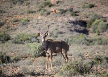 WESTERN CAPE, Foto yang diabadikan pada 21 November 2021 ini menunjukkan seekor kudu di Taman Nasional Karoo, Provinsi Western Cape, Afrika Selatan. Taman Nasional Karoo merupakan bagian kecil dari Great Karoo, lanskap yang sangat luas dan tak kenal ampun. Sebagai ekosistem terbesar di Afrika Selatan, Karoo adalah rumah bagi beragam makhluk hidup menakjubkan yang seluruhnya telah beradaptasi demi bertahan hidup dalam kondisi ekstrem di tempat itu. (Xinhua/Lyu Tianran)