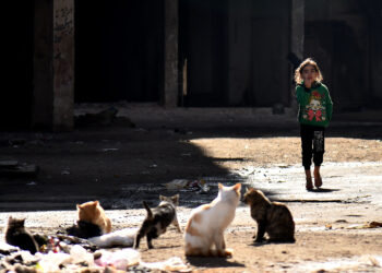 DAMASKUS, Seorang anak berjalan melewati beberapa ekor kucing di Damaskus, ibu kota Suriah, pada 21 November 2021. Di saat Hari Anak Sedunia dirayakan pada Sabtu (20/11) di banyak negara untuk mempromosikan hak anak-anak atas pendidikan, kesehatan, dan kebahagiaan, anak-anak Suriah di Damaskus terlihat dalam situasi yang berbeda, yang sebagian besar merupakan situasi sulit. (Xinhua/Ammar Safarjalani)