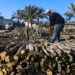 GAZA CITY, Seorang warga Palestina memotong kayu bakar di sebuah gudang kayu di Kota Khan Younis, Jalur Gaza selatan, pada 22 November 2021. Masyarakat di Jalur Gaza membeli kayu bakar untuk memasak dan menghangatkan diri, terutama selama pemadaman listrik di musim dingin. (Xinhua/Yasser Qudih)