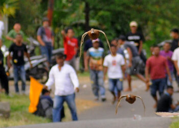 SUMATRA BARAT, Beberapa ekor itik berlomba dalam Pacu Itiak, sebuah tradisi perlombaan itik terbang lokal di Sumatra Barat pada 27 November 2021. (Xinhua/Ardhy Fernando)