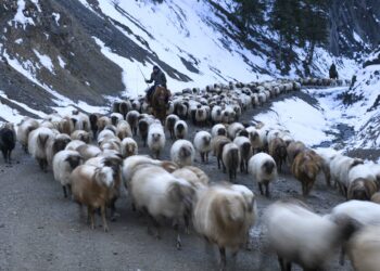 HUOCHENG, Para penggembala menggiring kawanan ternak mereka menuju padang rumput musim dingin di wilayah Huocheng, Daerah Otonom Uighur Xinjiang, China barat laut, pada 25 November 2021. Para penggembala lokal di wilayah Huocheng menggiring kawanan ternak mereka menuju padang rumput musim dingin saat cuaca semakin dingin. (Xinhua/Zhao Ge)