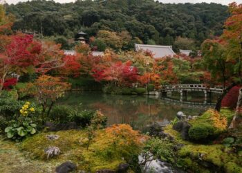 Foto menunjukkan pemandangan musim gugur di Kuil Eikando Zenrin-ji di Kyoto, Jepang, pada 15 November 2021. (Xinhua/Zhang Xiaoyu)