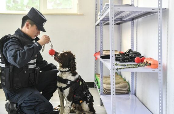 Anjing pelacak Hei Sa dan instrukturnya, Jiang Feng, bersiap menjalani sesi pelatihan yang melibatkan pencarian barang-barang mencurigakan di Baishan, Provinsi Jilin, China timur laut, pada 22 Juni 2020. (Xinhua/Xu Chang)