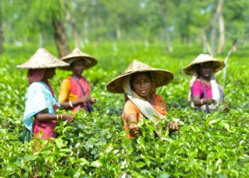 Para wanita memetik daun teh di sebuah kebun teh di Sreemangal, Bangladesh, pada 25 Oktober 2021. (Xinhua)