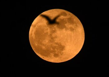Seekor burung terbang dengan latar belakang bulan purnama di Distrik Nagaon, Negara Bagian Assam, India timur laut, pada 19 November 2021. (Xinhua/Str)