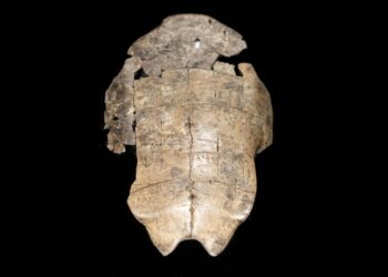Foto yang diabadikan pada 22 Oktober 2019 ini menunjukkan sebuah benda yang dipamerkan untuk memperingati 120 tahun penemuan prasasti tulang ramalan di Museum Nasional China di Beijing, ibu kota China. (Xinhua/Cai Yang)