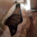 MINYA, Foto tak bertanggal ini menunjukkan sarkofagus batu kapur di sebuah makam kuno di Kegubernuran Minya, Mesir. Misi arkeologi Spanyol menemukan dua makam bersebelahan di Kegubernuran Minya, Mesir Hulu, yang berasal dari era Dinasti Saite (664-525 SM), demikian diumumkan Kementerian Pariwisata dan Kepurbakalaan Mesir pada Minggu (5/12). (Xinhua/Kementerian Pariwisata dan Kepurbakalaan Mesir)