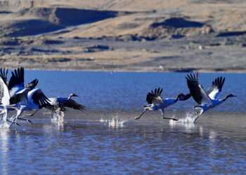 LHASA, Kawanan bangau leher hitam terlihat di wilayah Lhunzhub di Lhasa, Daerah Otonom Tibet, China barat daya, pada 7 Desember 2021. Sekitar 1.500 ekor bangau leher hitam telah terbang ke wilayah Lhunzhub untuk menghabiskan musim dingin. (Xinhua/Zhang Rufeng)