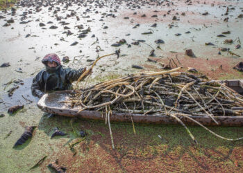 SRINAGAR, Seorang petani mengumpulkan akar bunga teratai dari sebuah danau di Kota Srinagar, ibu kota musim panas Kashmir yang dikuasai India, pada 9 Desember 2021. (Xinhua/Javed Dar)