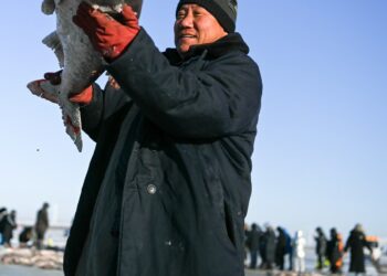 Seorang nelayan menunjukkan seekor ikan yang baru ditangkap di Danau Chagan di Kota Songyuan, Provinsi Jilin, China timur laut, pada 26 Desember 2021. (Xinhua/Yan Linyun)