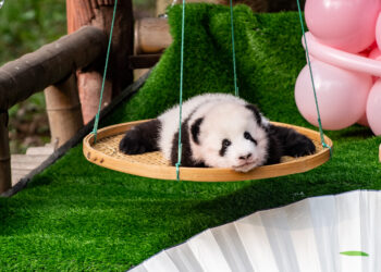 Kebun Binatang Chongqing di China barat daya menggelar pesta 100 hari untuk panda raksasa kembar betina dan jantan pada 21 Desember 2021. (Xinhua/Tang Yi)