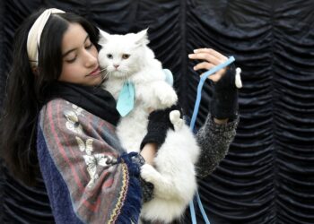 Seorang wanita menggendong kucingnya dalam sebuah pertunjukan hewan peliharaan di Peshawar, Pakistan, pada 7 Desember 2021. (Xinhua/Saeed Ahmad)