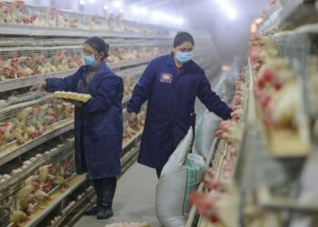 Sejumlah karyawan bekerja di basis peternakan unggas di kawasan industri di wilayah Shache, Kashgar, Daerah Otonom Uighur Xinjiang, China barat laut, pada 12 Desember 2021. (Xinhua/Ding Lei)