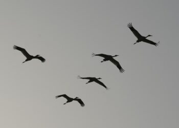 NANCHANG, Sampai dengan Minggu (28/11), lebih dari 637.000 ekor burung migrasi tiba di Provinsi Jiangxi, China timur, untuk menghabiskan musim dingin di Danau Poyang, danau air tawar terbesar di China, ungkap otoritas setempat pada Rabu (1/12).
