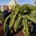TUBAS, Petani Palestina Munir Daraghma bekerja di kebun buah naga miliknya di Kota Tubas, Tepi Barat, pada 12 Januari 2022. (Xinhua/Nidal Eshtayeh)