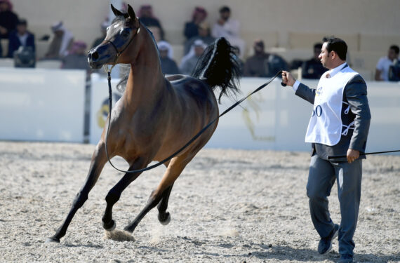 MUBARAK AL-KABEER, Seekor kuda Arab terlihat dalam Pertunjukan Kuda Arab Ras Murni Kuwait (Kuwait Purebred Arabian Horses Show) di Kegubernuran Mubarak Al-Kabeer, Kuwait, pada 13 Januari 2022. Pertunjukan Kuda Arab Ras Murni Kuwait digelar di Kegubernuran Mubarak Al-Kabeer dari 12 Januari hingga 15 Januari. (Xinhua/Ghazy Qaffaf)