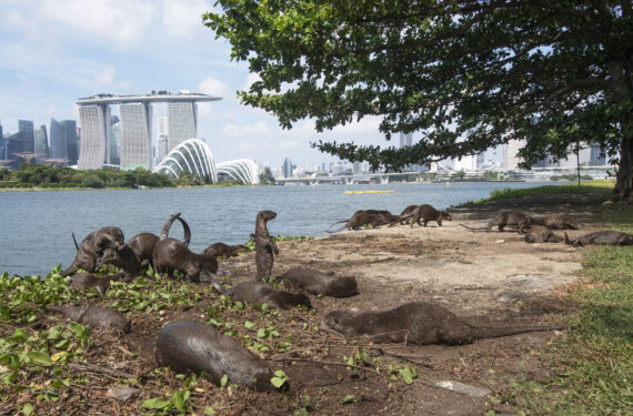 SINGAPURA, Berang-berang berbulu halus, yang dikenal sebagai keluarga Bishan, terlihat di Gardens by the Bay East di Singapura pada 13 Januari 2022. (Xinhua/Then Chih Wey)