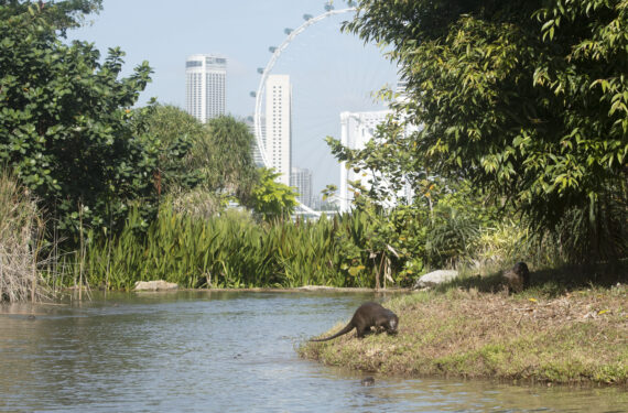 SINGAPURA, Berang-berang berbulu halus, yang dikenal sebagai keluarga Bishan, terlihat di Gardens by the Bay East di Singapura pada 13 Januari 2022. (Xinhua/Then Chih Wey)