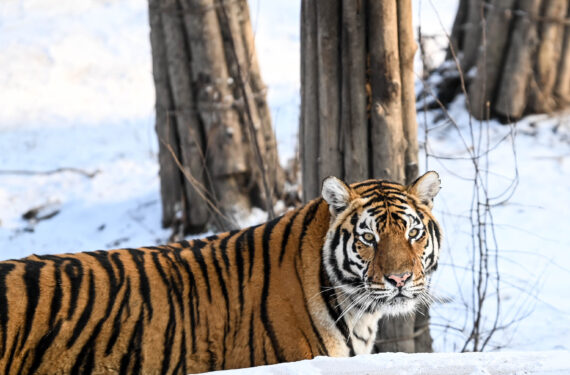 CHANGCHUN, Seekor harimau Siberia terlihat di Taman Harimau Siberia di Kota Changchun, ibu kota Provinsi Jilin, China timur laut, pada 13 Januari 2022. (Xinhua/Yan Linyun)