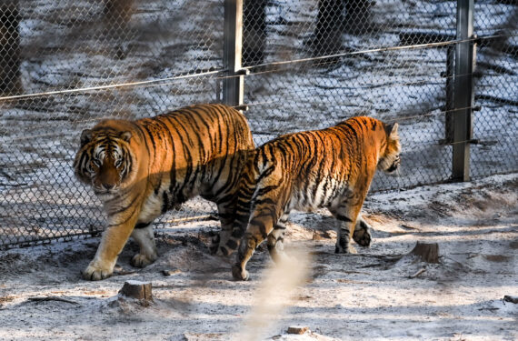 CHANGCHUN, Harimau Siberia berjalan di Taman Harimau Siberia di Kota Changchun, ibu kota Provinsi Jilin, China timur laut, pada 13 Januari 2022. (Xinhua/Yan Linyun)