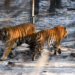 CHANGCHUN, Harimau Siberia berjalan di Taman Harimau Siberia di Kota Changchun, ibu kota Provinsi Jilin, China timur laut, pada 13 Januari 2022. (Xinhua/Yan Linyun)
