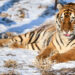 CHANGCHUN, Seekor harimau Siberia terlihat di Taman Harimau Siberia di Kota Changchun, ibu kota Provinsi Jilin, China timur laut, pada 13 Januari 2022. (Xinhua/Yan Linyun)