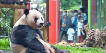 BOGOR, Panda raksasa "Cai Tao" terlihat di Taman Safari Bogor pada 21 Januari 2022. Sejak didatangkan pada September 2017, panda raksasa "Cai Tao" dan "Hu Chun" telah menjadi bintang di Taman Safari Bogor. Tahun ini akan menjadi Festival Musim Semi kelima mereka di taman margasatwa itu. (Xinhua/Xu Qin)