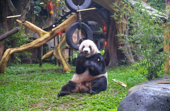 BOGOR, Panda raksasa "Cai Tao" terlihat di Taman Safari Bogor pada 21 Januari 2022. Sejak didatangkan pada September 2017, panda raksasa "Cai Tao" dan "Hu Chun" telah menjadi bintang di Taman Safari Bogor. Tahun ini akan menjadi Festival Musim Semi kelima mereka di taman margasatwa itu. (Xinhua/Xu Qin)