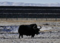 HOH XIL, Seekor yak liar dipotret di Hoh Xil, Provinsi Qinghai, China barat laut, pada 20 Januari 2022. (Xinhua/Wang Bo)