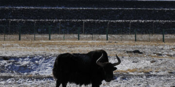 HOH XIL, Seekor yak liar dipotret di Hoh Xil, Provinsi Qinghai, China barat laut, pada 20 Januari 2022. (Xinhua/Wang Bo)
