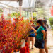 KUALA LUMPUR, Orang-orang membeli tanaman untuk Tahun Baru Imlek di sebuah toko tanaman di dekat Kuala Lumpur, Malaysia, pada 23 Januari 2022. Orang-orang menghiasi rumah mereka dengan tanaman dan bunga serta hiasan tradisional seperti lampion merah dan kuplet menjelang perayaan Tahun Baru Imlek. (Xinhua/Zhu Wei)