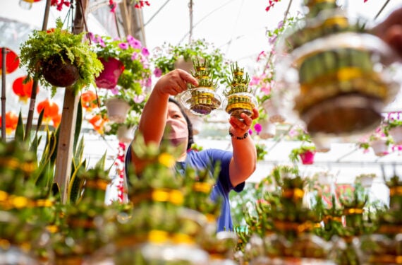 KUALA LUMPUR, Seorang wanita memilih tanaman untuk Tahun Baru Imlek di sebuah toko tanaman di dekat Kuala Lumpur, Malaysia, pada 23 Januari 2022. Orang-orang menghiasi rumah mereka dengan tanaman dan bunga serta hiasan tradisional seperti lampion merah dan kuplet menjelang perayaan Tahun Baru Imlek. (Xinhua/Zhu Wei)