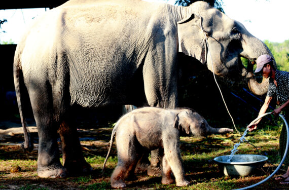 BAGO, Seekor gajah jantan yang baru lahir terlihat di Kamp Gajah Wingabaw di daerah Bago, Myanmar, pada 23 Januari 2022. (Xinhua/U Aung)