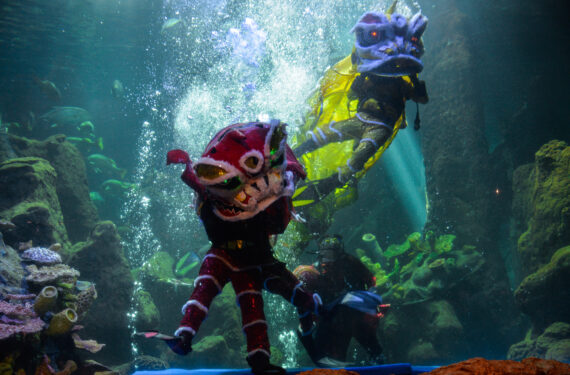 JAKARTA, Sejumlah penyelam melakukan pertunjukan barongsai di bawah air dalam rangka perayaan Tahun Baru Imlek mendatang di Sea World Ancol di Jakarta pada 24 Januari 2022. (Xinhua/Xu Qin)