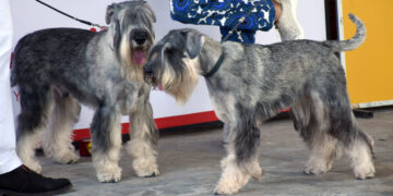 KOLOMBO, Dua ekor anjing bersiap untuk tampil dalam sebuah pameran anjing di Kolombo, Sri Lanka, pada 23 Januari 2022. Pameran anjing tersebut diadakan pada Minggu (23/1) di Kolombo, mempertunjukkan anjing-anjing dari berbagai ras keturunan. (Xinhua/Gayan Sameera)