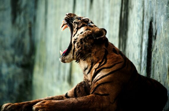 Seekor harimau Sumatra (Panthera tigris sumatrae) terlihat di Kebun Binatang Medan di Provinsi Sumatra Utara pada 20 Januari 2022. (Xinhua/Sutanta Aditya)