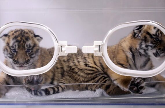 Dua bayi kembar harimau China Selatan yang lahir pada 31 Desember 2021 terlihat di pusat penelitian penangkaran harimau China Selatan di Kota Shaoguan, Provinsi Guangdong, China selatan, pada 20 Januari 2022. (Xinhua/Huang Guobao)