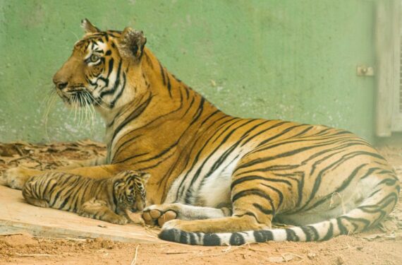 Bayi harimau berumur dua bulan bernama Veera terlihat di Kebun Binatang Mumbai di India pada 18 Januari 2022. (Xinhua/Stringer)