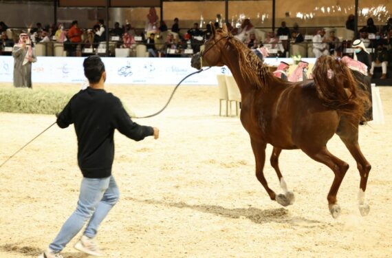 Seekor kuda dipertunjukkan dalam sebuah lelang di Festival Kuda Arab Saudi di Riyadh, Arab Saudi, pada 10 Januari 2022. (Xinhua/Wang Haizhou)