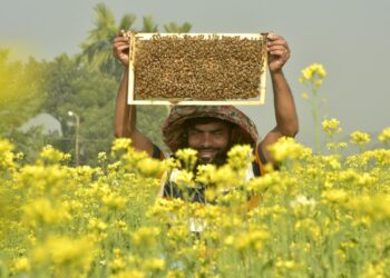 Foto yang diabadikan pada 8 Januari 2022 ini menunjukkan seorang peternak lebah membawa sarang lebah di sebuah ladang moster di Manikganj, Bangladesh. (Xinhua)