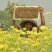 Foto yang diabadikan pada 8 Januari 2022 ini menunjukkan seorang peternak lebah membawa sarang lebah di sebuah ladang moster di Manikganj, Bangladesh. (Xinhua)