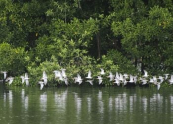 Kawanan burung yang bermigrasi terbang di atas air di Cagar Alam Lahan Basah Sungei Buloh di Singapura pada 4 Januari 2022. (Xinhua/Then Chih Wey)
