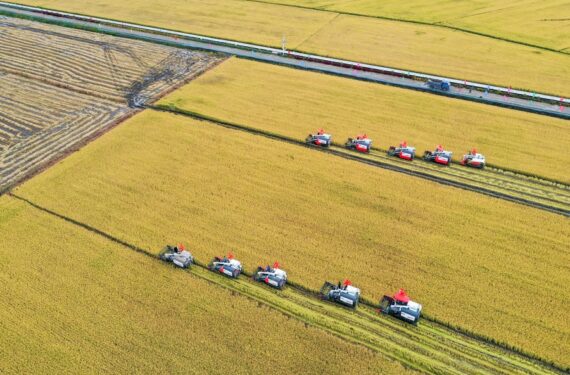 Foto dari udara yang diabadikan pada 23 September 2021 ini menunjukkan para petani mengoperasikan mesin pemanen padi di Desa Hongguang, Kota Changchun di Provinsi Jilin, China timur laut. (Xinhua/Zhang Nan)