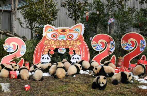 Foto yang diabadikan pada 24 Januari 2022 ini menunjukkan bayi-bayi panda raksasa yang ditampilkan bersama dalam sebuah acara di Pusat Konservasi dan Penelitian Panda Raksasa China basis Shenshuping di Wolong, Provinsi Sichuan, China barat daya. (Xinhua/Wang Xi)