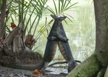 Dua ekor biawak (monitor lizard) tampak bergulat di Taman Botani Singapura pada 7 Februari 2022. (Xinhua/Then Chih Wey)