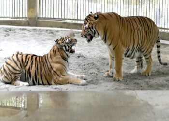 Foto yang diabadikan pada 26 Januari 2022 ini menunjukkan dua harimau Benggala di Kebun Binatang Nasional Bangladesh di Dhaka, Bangladesh. (Xinhua)